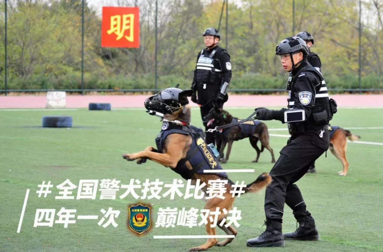 這點傷不算什麼 萌警犬比賽小受傷 眉間貼ok繃 眼神超堅定 男子漢不能哭